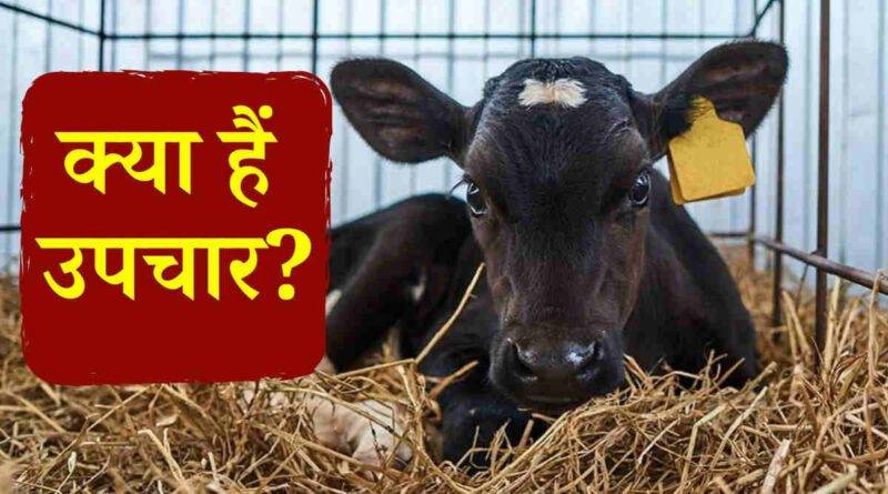 Dairy Cattles नवजात बछड़ों