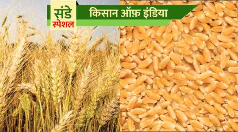 कठिया किस्में गेहूँ की खेती Kathiya Wheat Farming