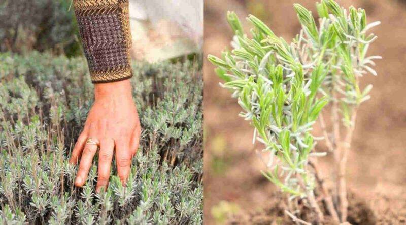 Lavender Farming लैवेंडर की खेती