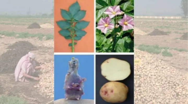 Potato Varieties आलू की किस्में 10