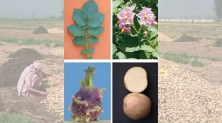 Potato Varieties आलू की किस्में 11