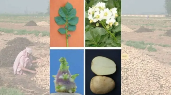 Potato Varieties आलू की किस्में 12