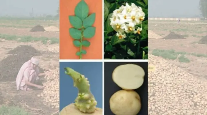 Potato Varieties आलू की किस्में 13