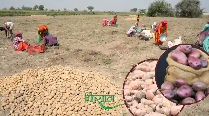 Potato Varieties आलू की किस्में 13