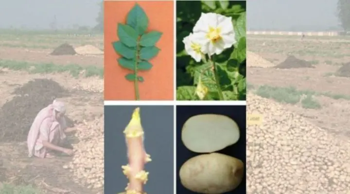 Potato Varieties आलू की किस्में 2