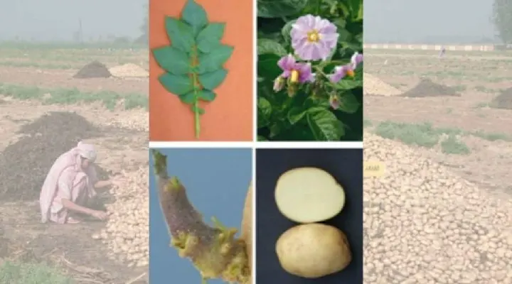 Potato Varieties आलू की किस्में 4