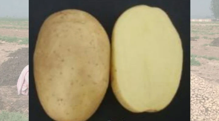 Potato Varieties आलू की किस्में 5