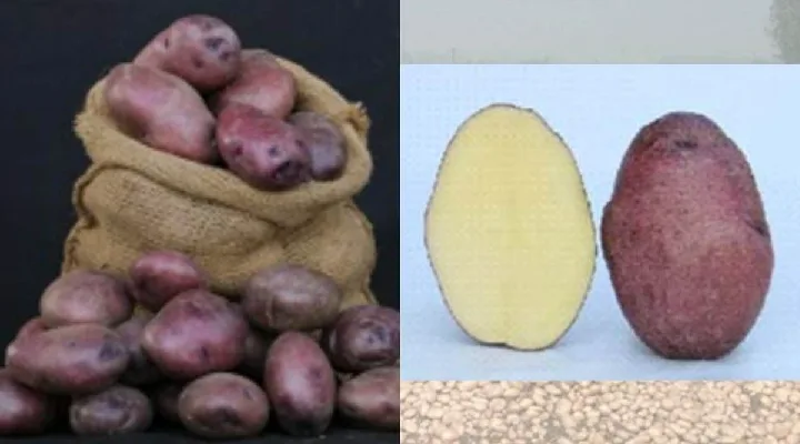 Potato Varieties आलू की किस्में 6