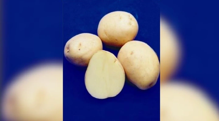 Potato Varieties आलू की किस्में 8
