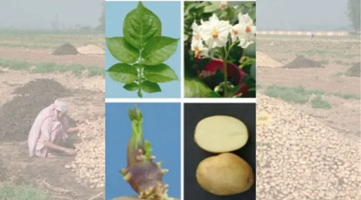 Potato Varieties आलू की किस्में 9