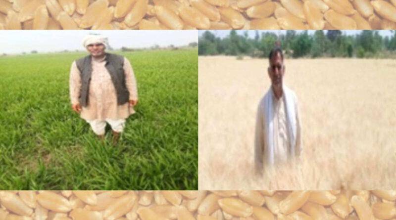 कठिया किस्में गेहूं की खेती Kathiya Wheat Farming