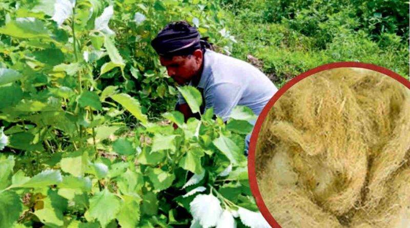 रेमी की खेती- Ramie Cultivation