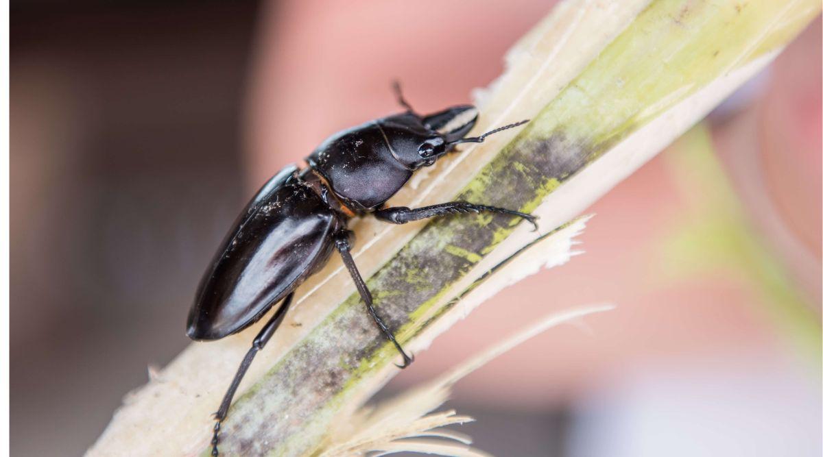 रस चूसक कीटों का प्रबंधन (Pest Control - Managing Sucking Pests)