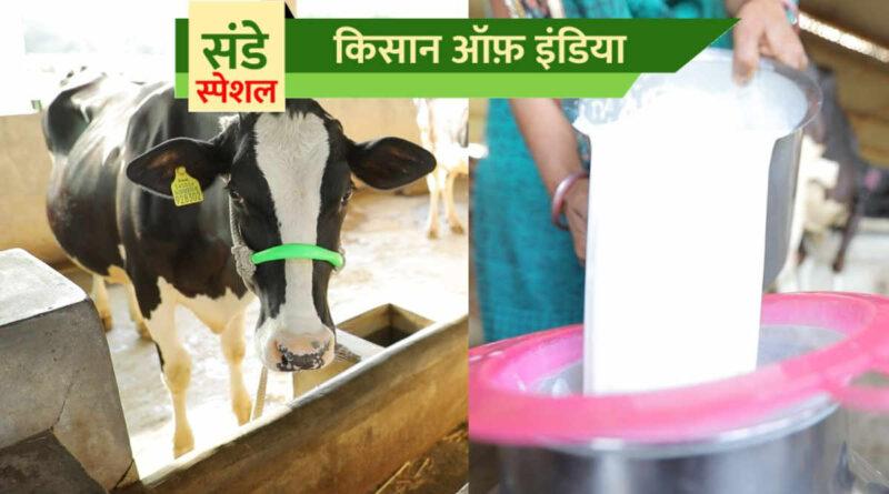 दुग्ध उत्पादन Heat stress in dairy cattle गर्मी से वैश्विक दूध उत्पादन