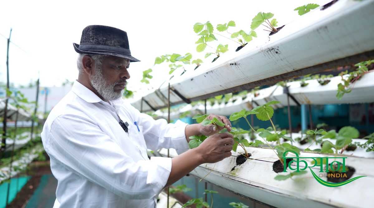 स्ट्रॉबेरी की खेती Strawberry Farming