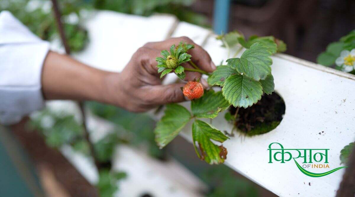 स्ट्रॉबेरी की खेती Strawberry Farming