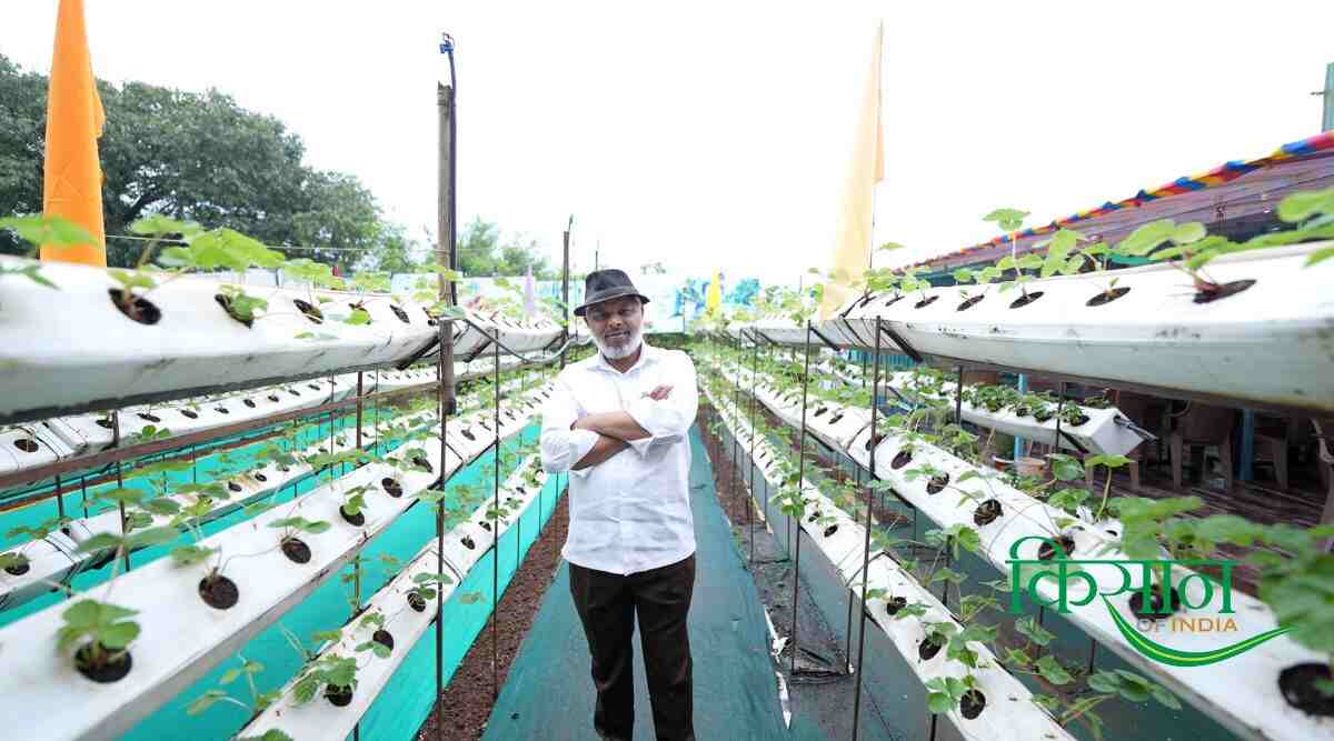 Strawberry Farming स्ट्रॉबेरी की खेती 3