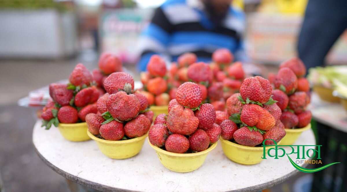 स्ट्रॉबेरी की खेती Strawberry Farming