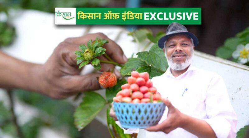 Strawberry Farming स्ट्रॉबेरी की खेती