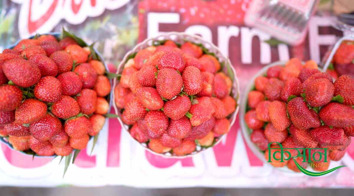 स्ट्रॉबेरी की खेती Strawberry Farming