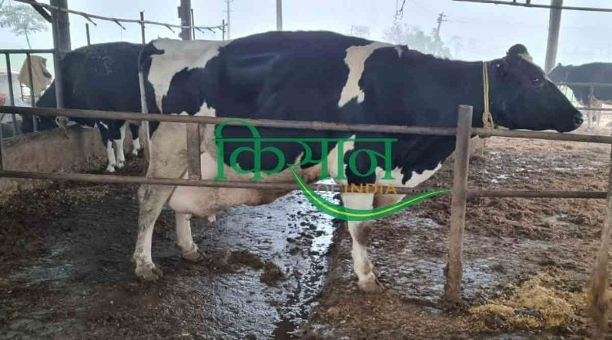 डेयरी फ़ार्म saranjeet kaur dairy farm