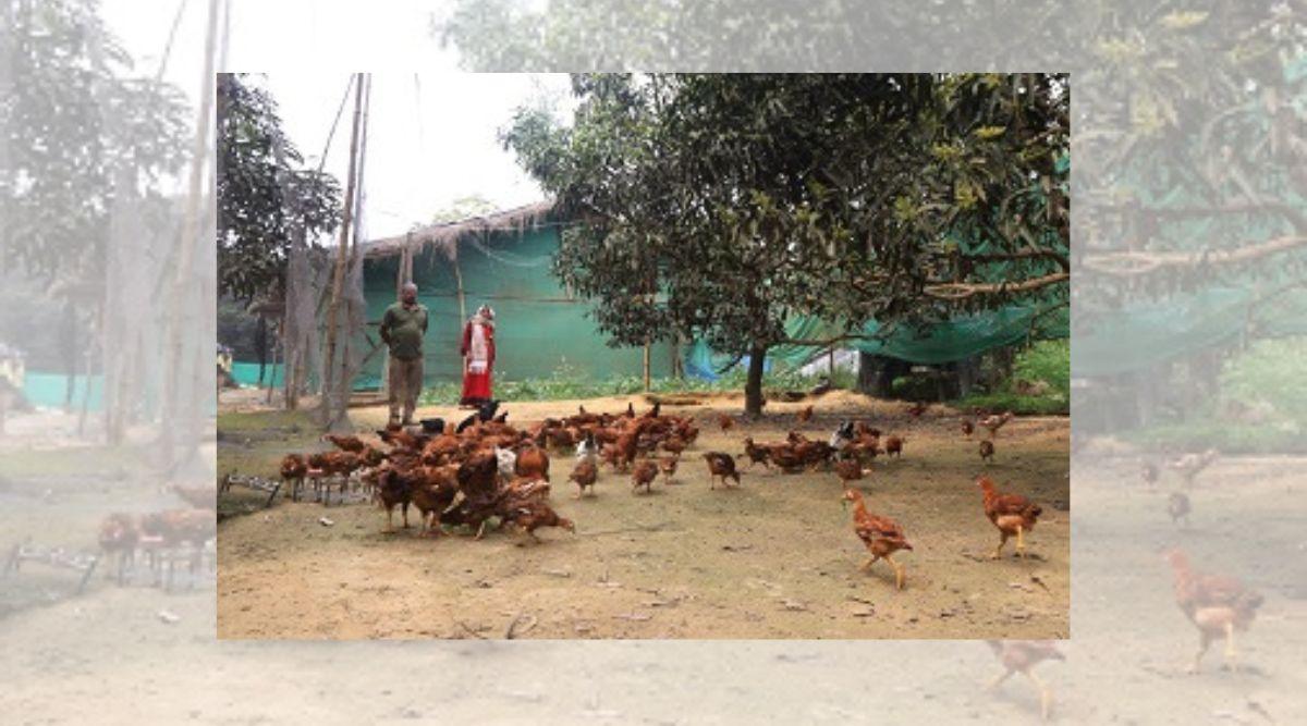 बैकयार्ड मुर्गी पालन (Backyard Poultry Farming)