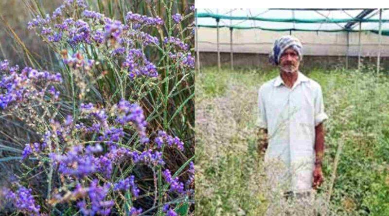 Statice Flower स्टेटिस फूल की खेती