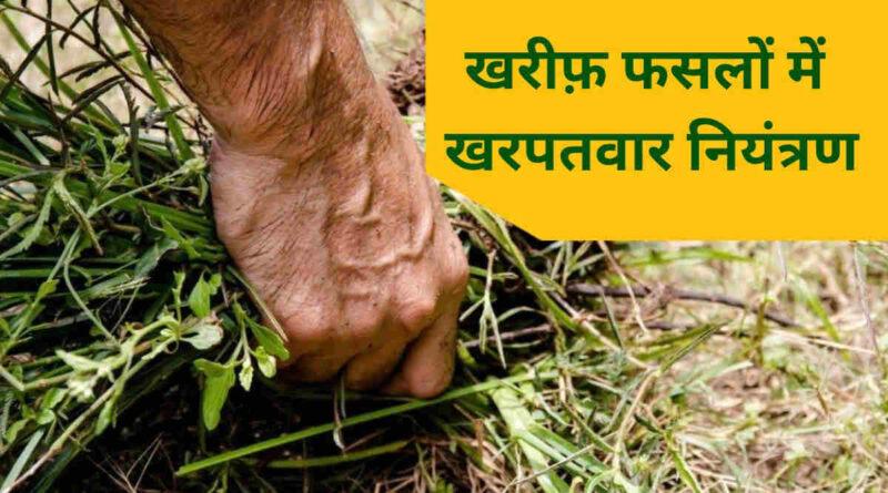 खरीफ़ फसलों में खरपतवार नियंत्रण weed management in kharif crops