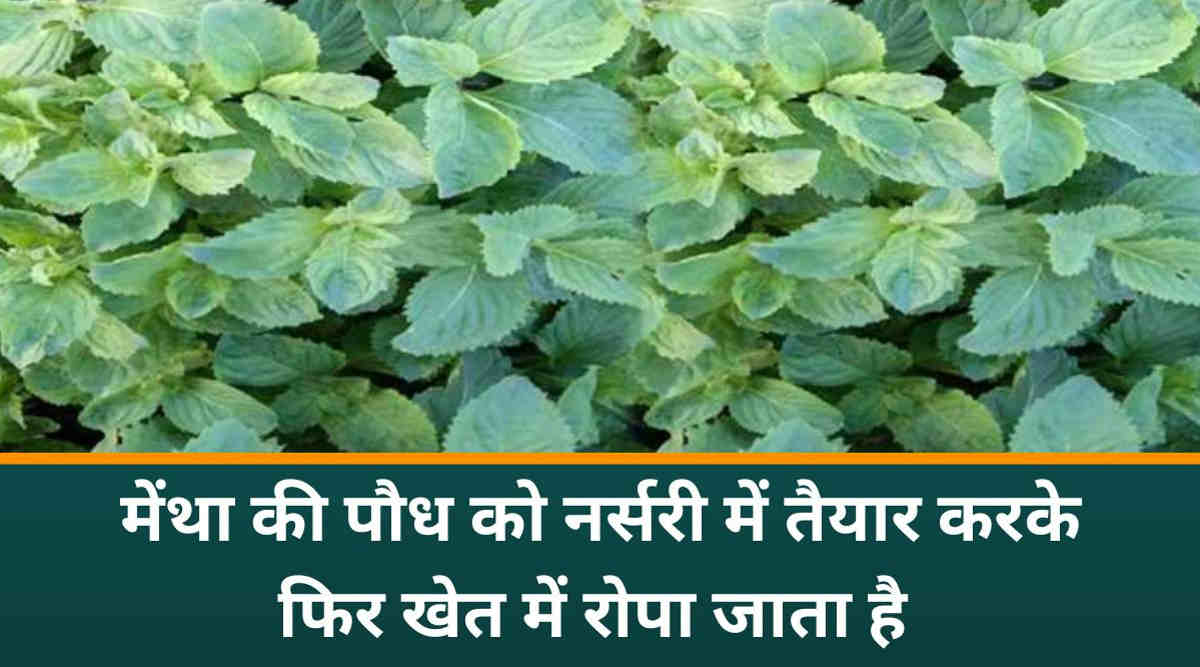 मेंथा की खेती peppermint cultivation mentha