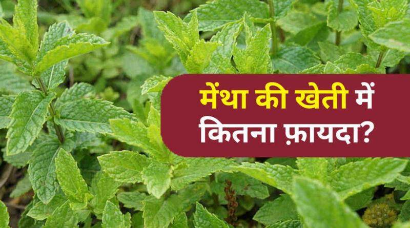 मेंथा की खेती peppermint cultivation mentha