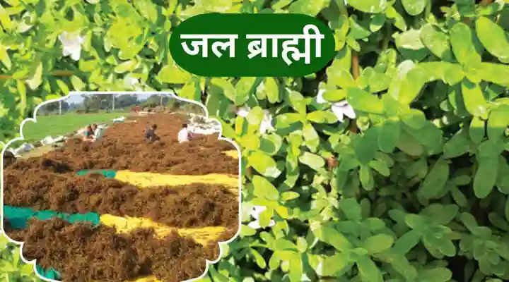 जल ब्राह्मी (Bramhi Jalneem)