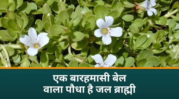जल ब्राह्मी (Bramhi Jalneem)