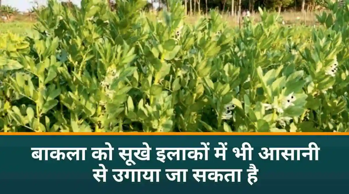 बाकला की खेती (Broad Bean Farming)