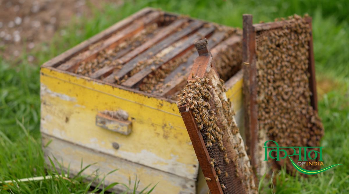 Apiculture: कैसे कृषि और मधुमक्खी पालन के बीच है दिलचल्प संबंध? किसानों-युवाओं को भा रही Beekeeping