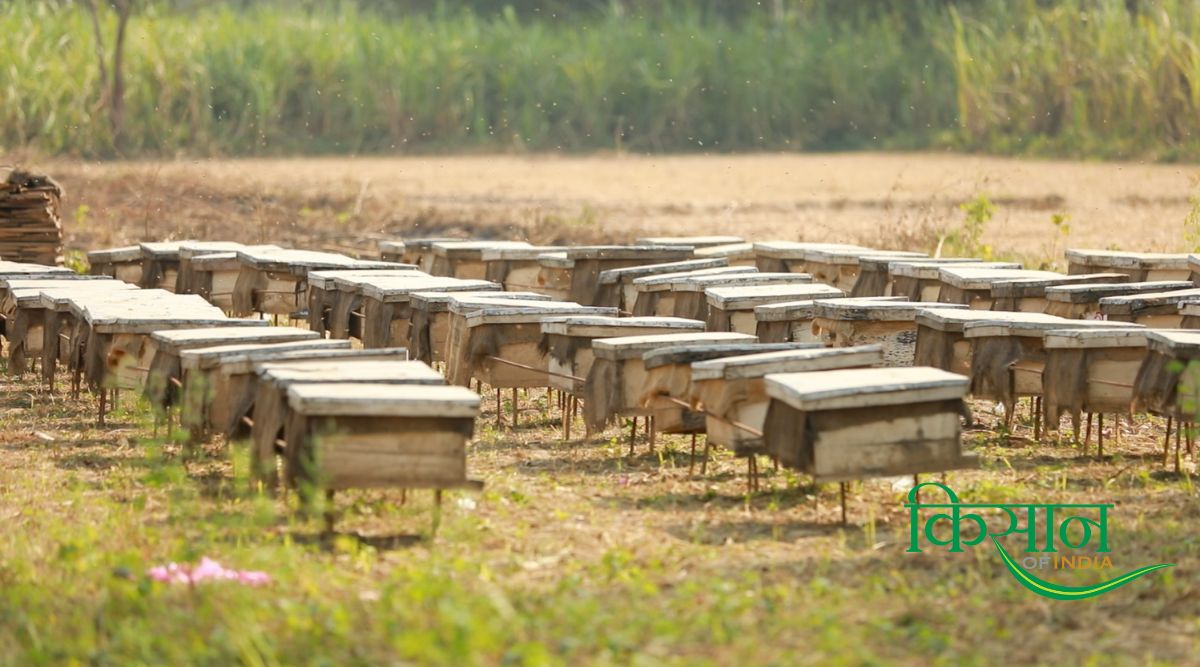 Saharanpur, The Honey Hub Of India: जहां हर बूंद में है शुद्धता,और हर शहद में है देश की पहचान
