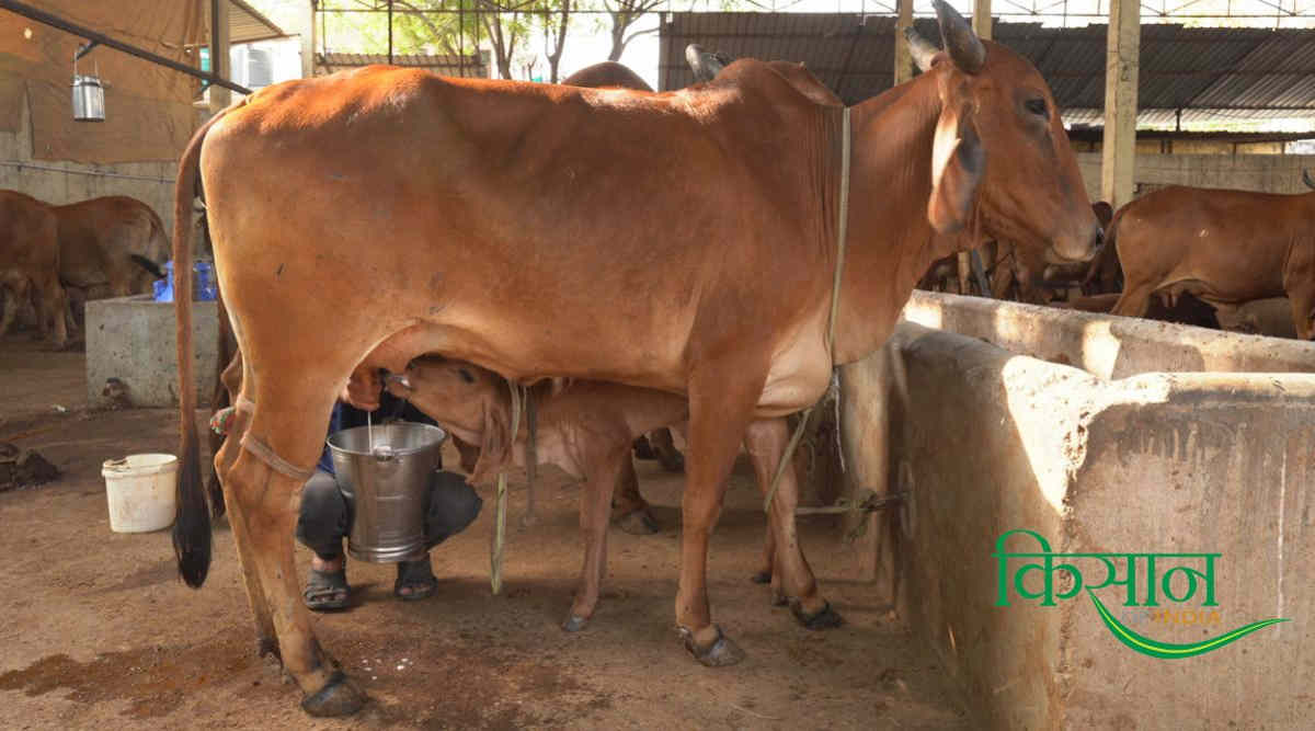 Dairy Farming डेयरी उद्योग 6