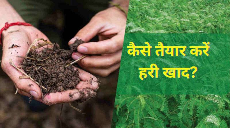 Green Manure Crops हरी खाद वाली फसलें