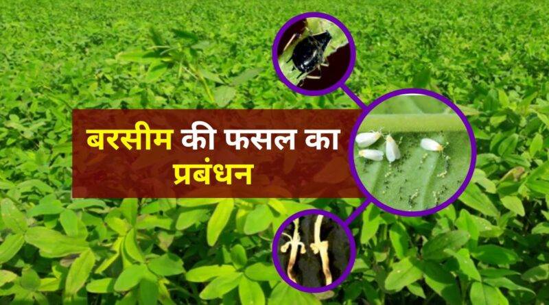 बरसीम की खेती (Berseem Fodder Crop Production)