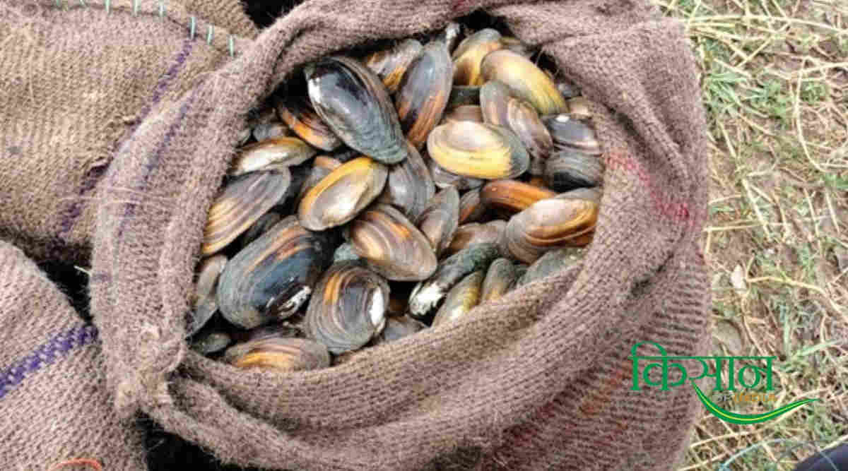 Pearl Farming मोती की खेती के साथ मछली पालन 4
