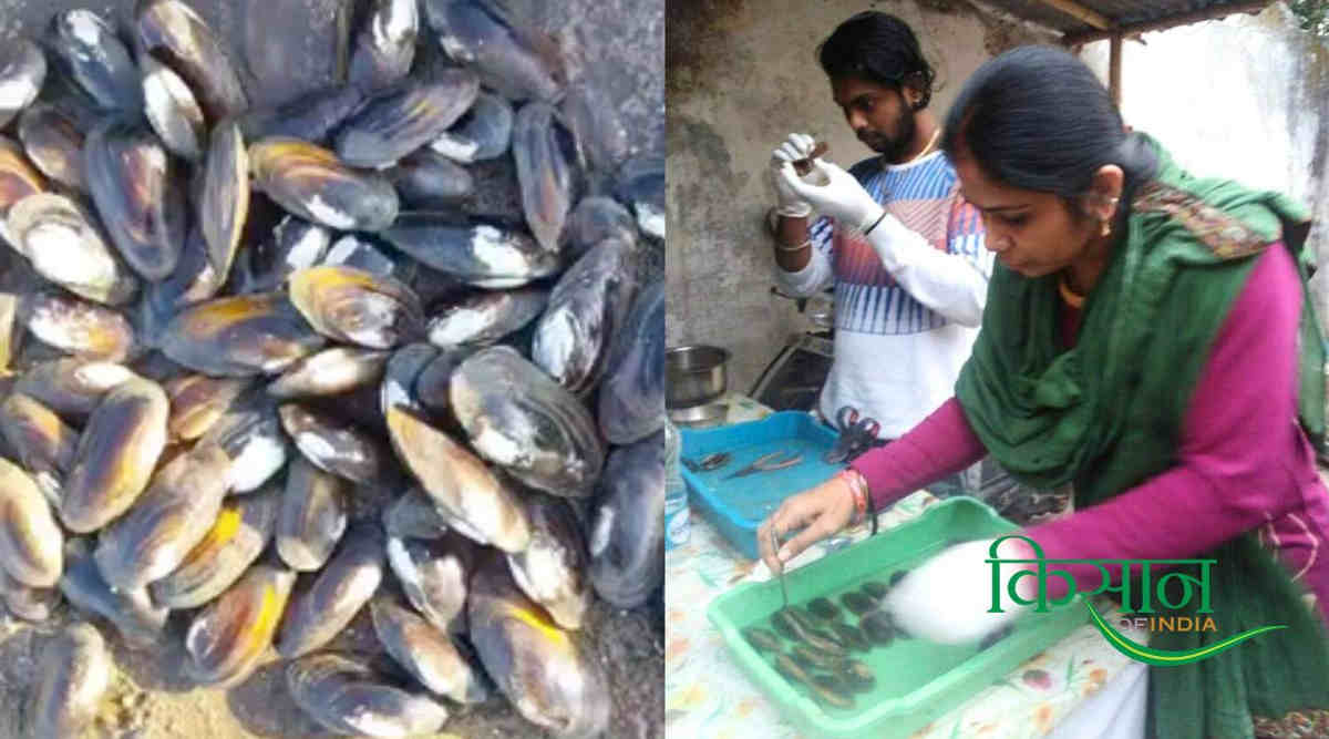 Pearl Farming मोती की खेती के साथ मछली पालन 5