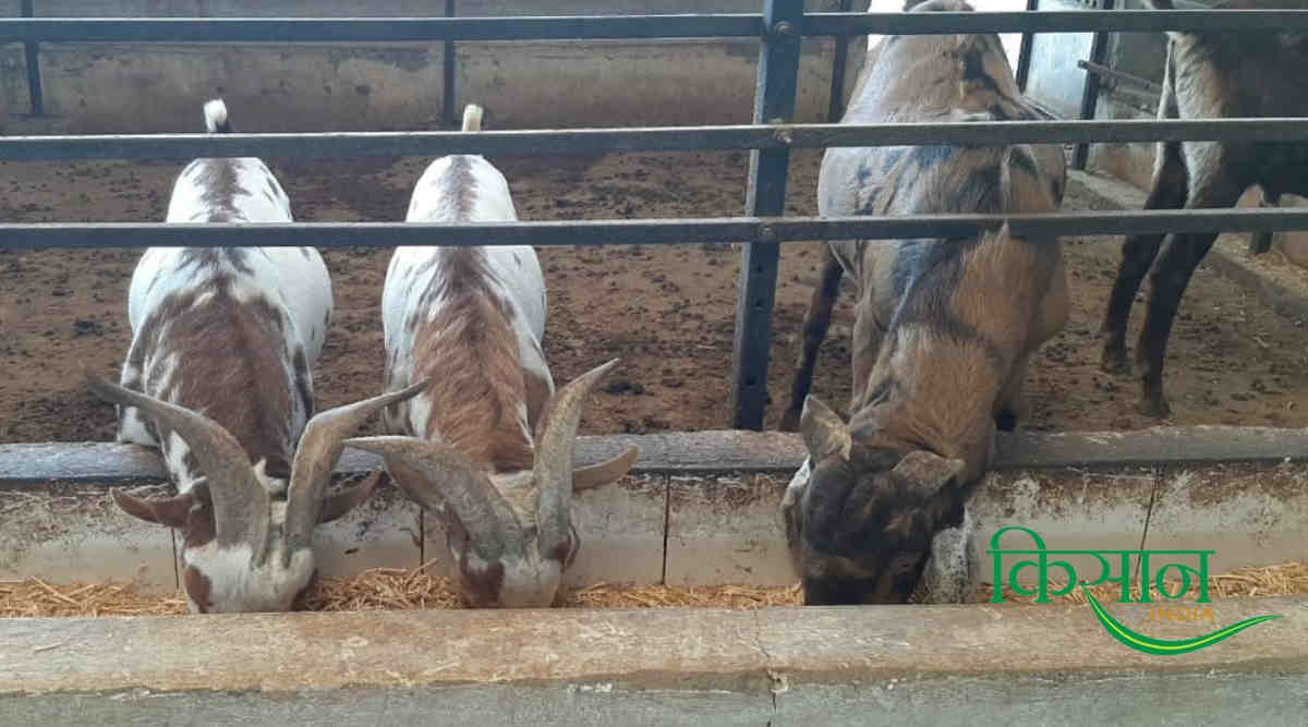 बकरी पालन goat farming 
