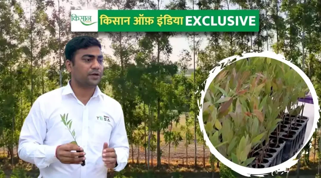 यूकेलिप्टस की खेती eucalyptus farming