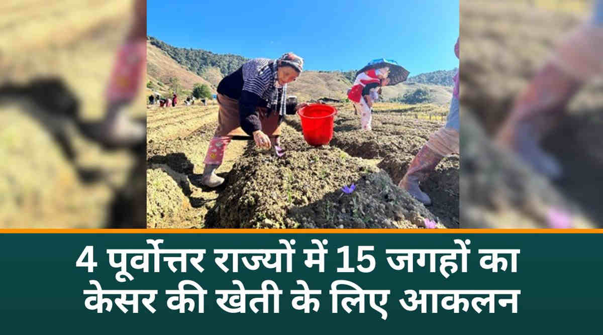 Saffron Cultivation अब पूर्वोत्तर में केसर की खेती