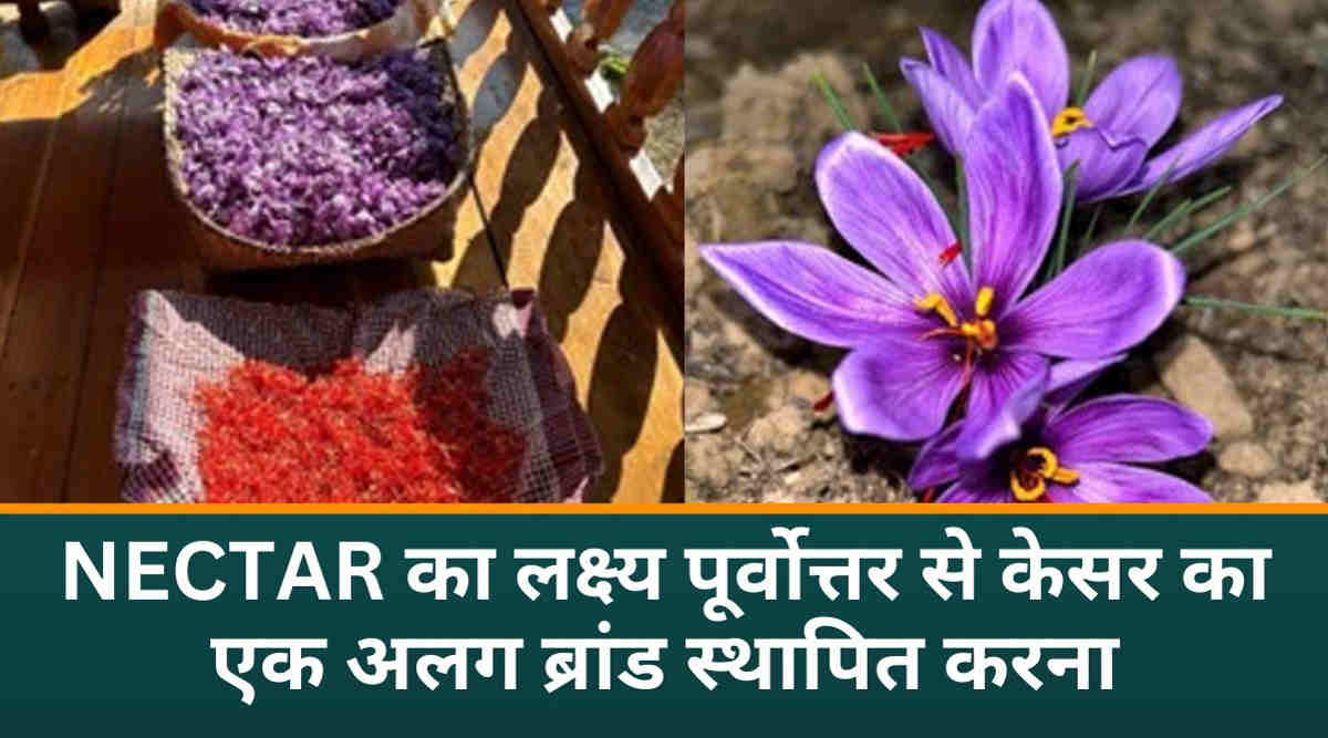Saffron Cultivation अब पूर्वोत्तर में केसर की खेती