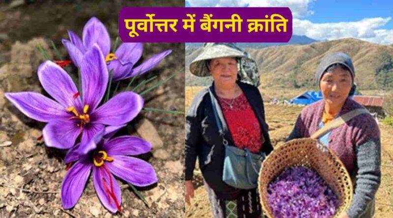 Saffron Cultivation अब पूर्वोत्तर में केसर की खेती