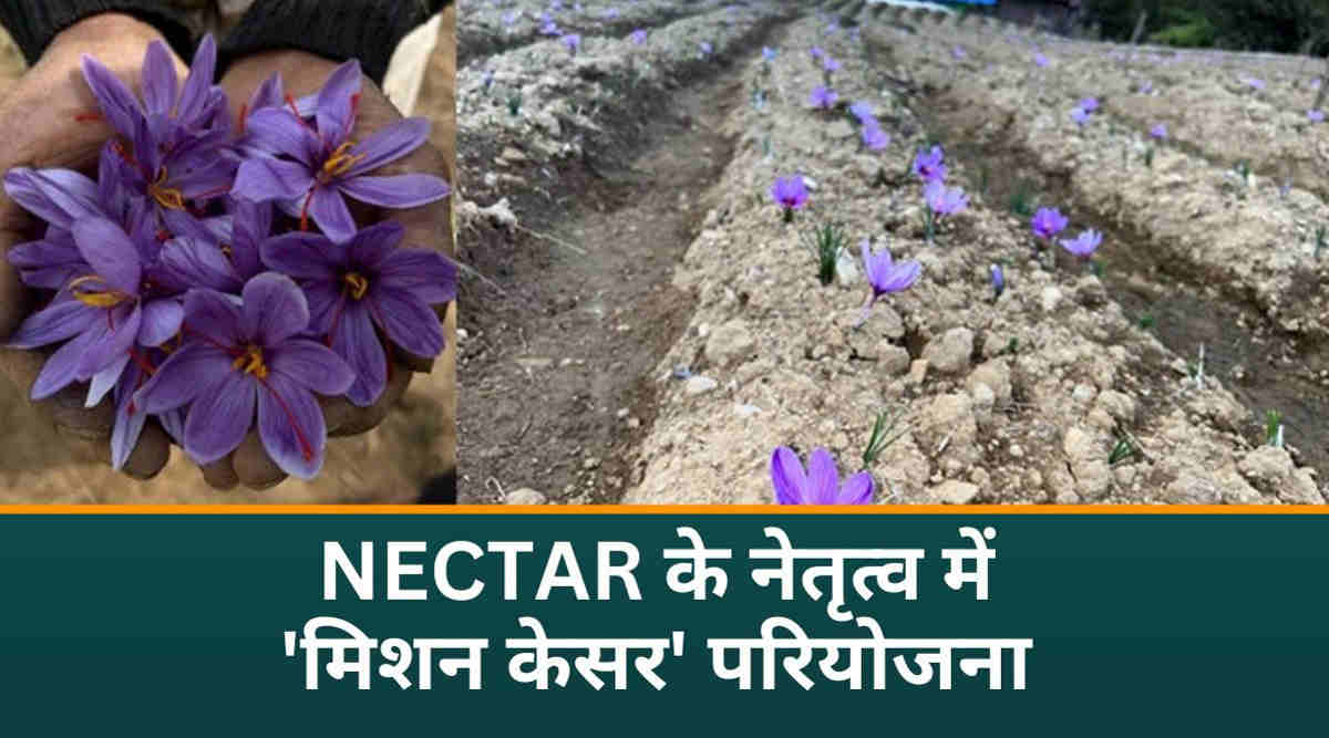 Saffron Cultivation अब पूर्वोत्तर में केसर की खेती