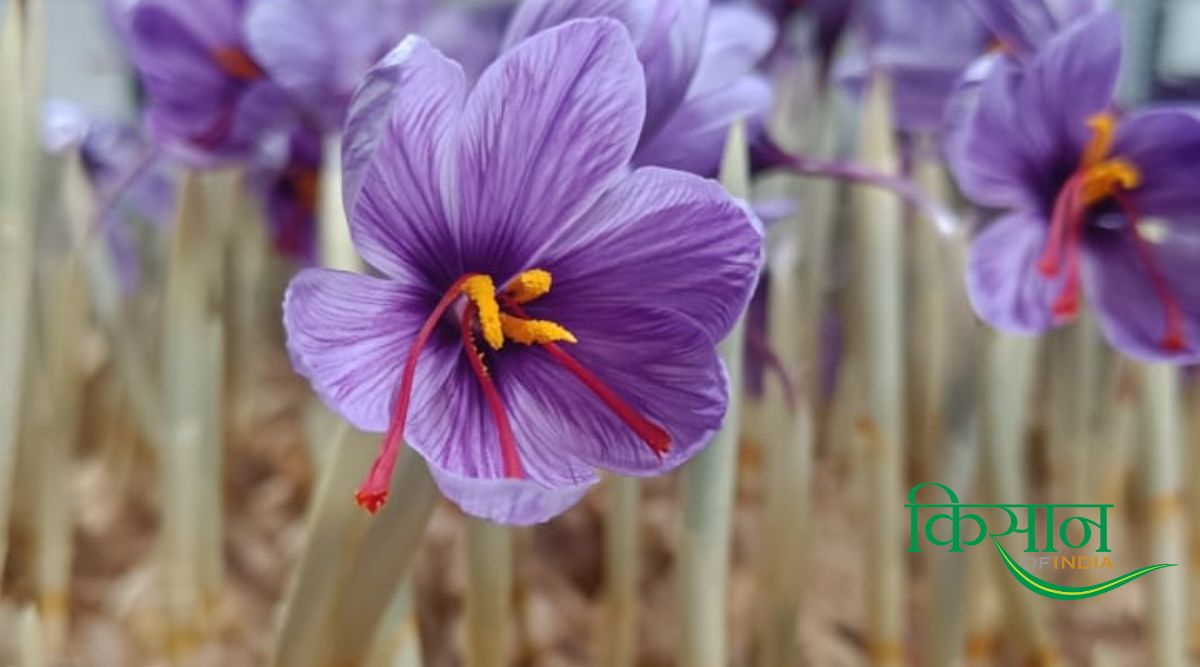 केसर की खेती (Saffron Farming)