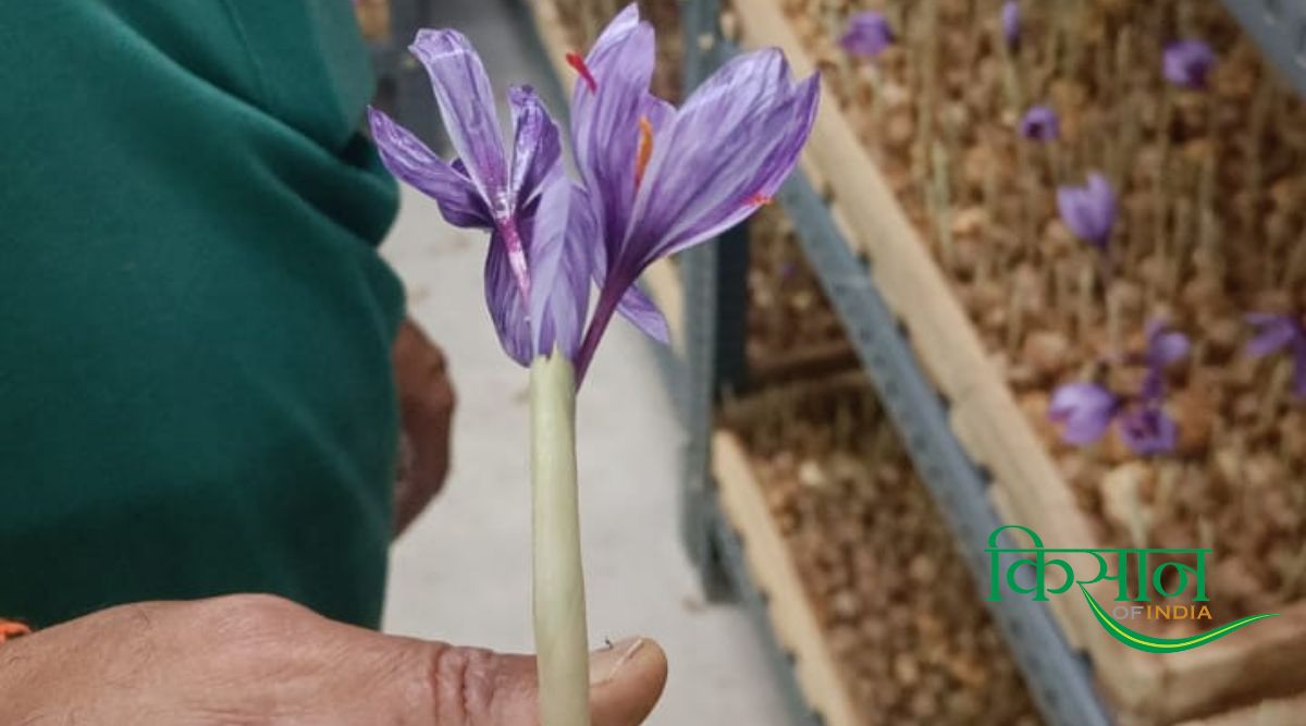 Aeroponic technique