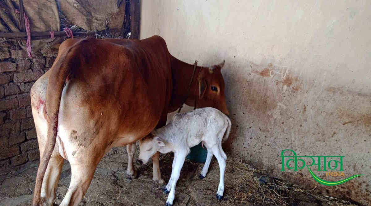 कोसली गाय