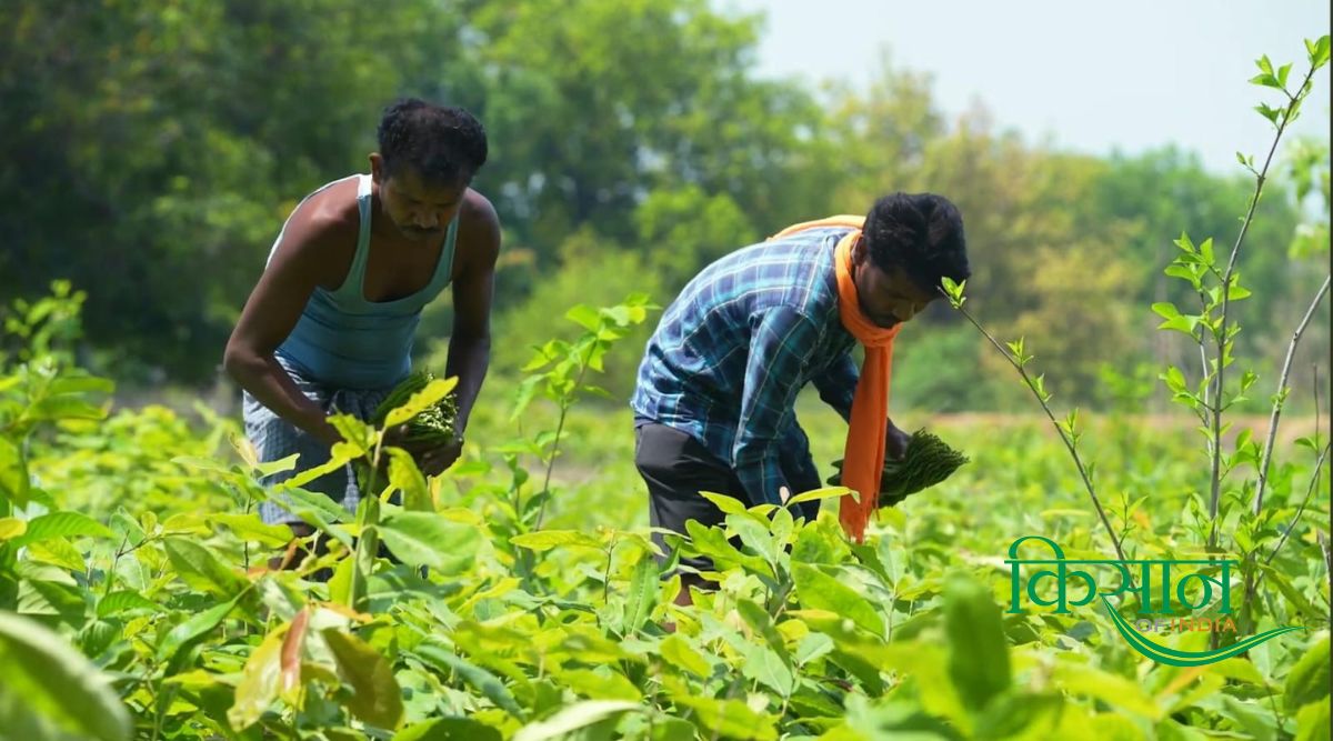 तेंदुपत्ता की खेती